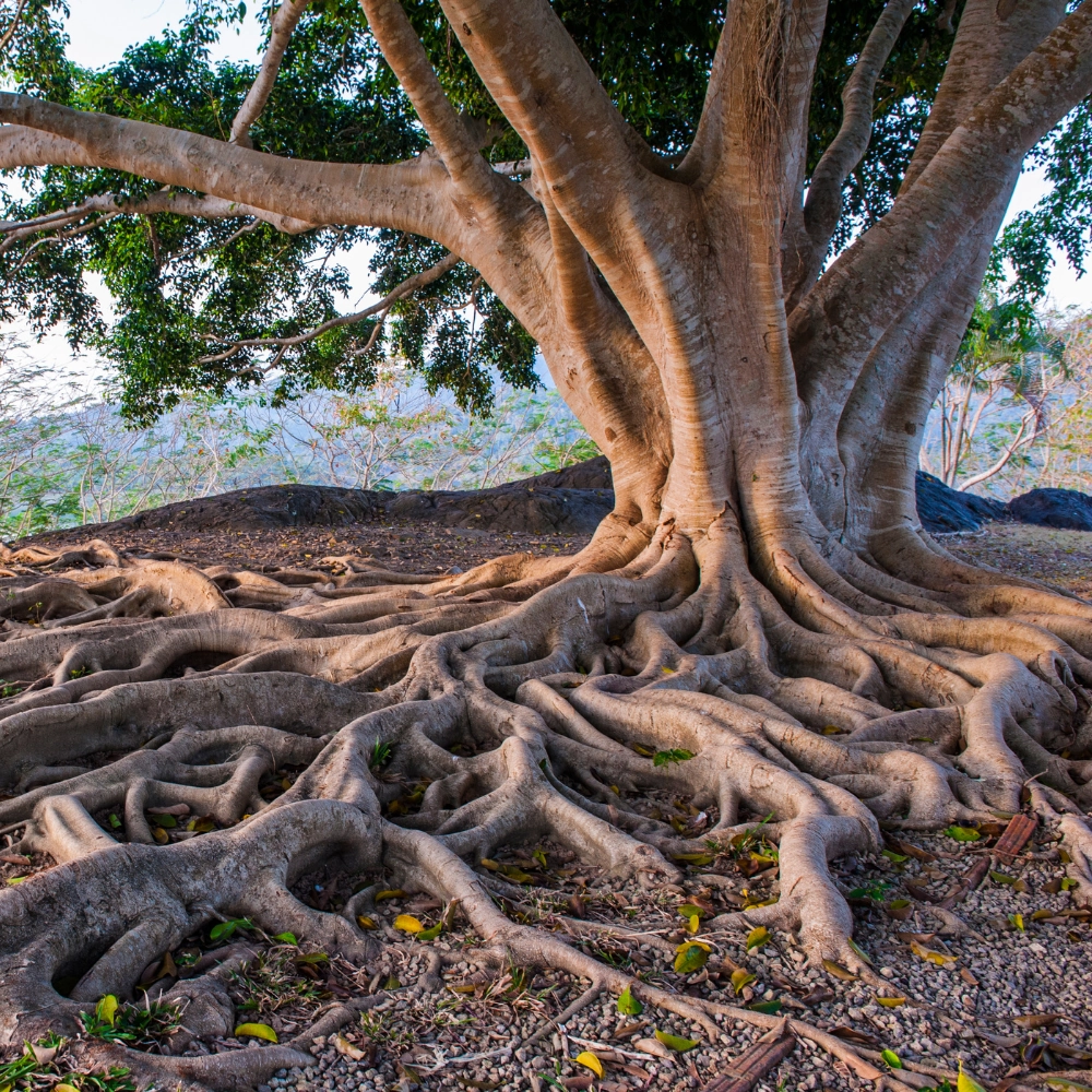 Tree Roots